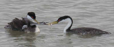 Western Grebe baby reaches for fish 3.jpg
