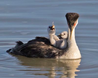 Western Grebe baby swallowing fish, 2nd watches.jpg
