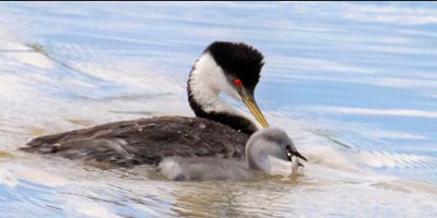 Western Grebe baby swims by mom with fish.jpg