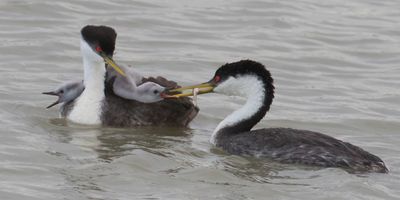 Western Grebe begs for fish from dad2.jpg