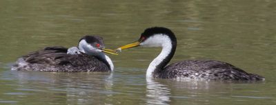 Western Grebe brings fish to mom and baby.jpg