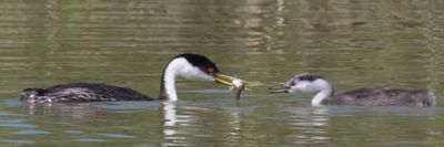 Western Grebe brings older baby a fish.jpg