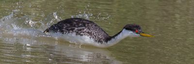 Western Grebe chasing unseen grebe.jpg