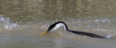 Western  Grebe was chasing another.jpg