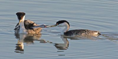 Western Grebe dad comes with fish.jpg