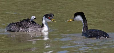 Western Grebe dad comes with fish2.jpg