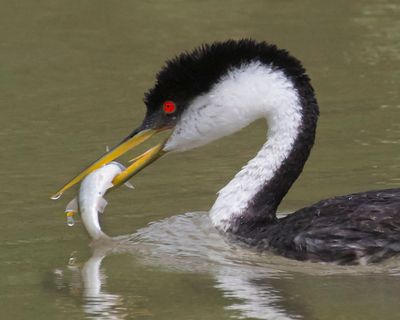 Western Grebe crop head with catfish.jpg