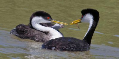Western Grebe dad brings fish for baby.jpg