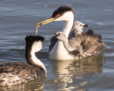 Western Grebe dad watches baby beg for fish from mom_04A0905.jpg