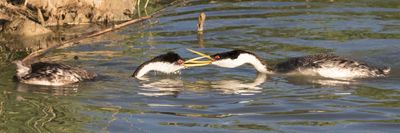 Western Grebe fight2.jpg