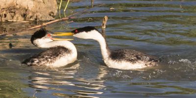 Western Grebe fight3.jpg