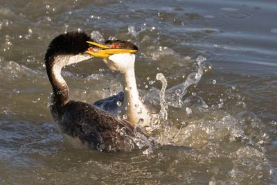 Western Grebe fight.jpg