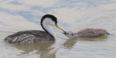 Western Grebe gives feather to baby.jpg