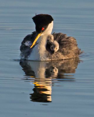 Western Grebe with 2 babies and feather.jpg