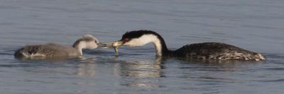 Western Grebe gives fish to older baby.jpg