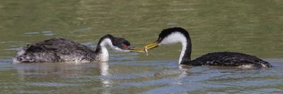 Western Grebe gives mate a fish.jpg