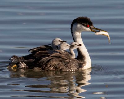 Western Grebe has fish, 3 babies beg.jpg