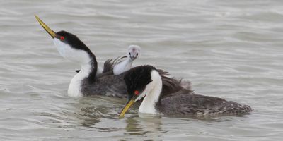 Western Grebe lifts up to watch dad fish.jpg