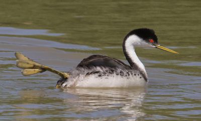 Western Grebe lifts out foot.jpg