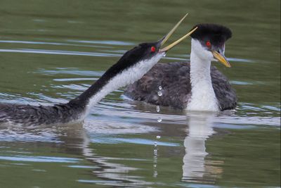 Western Grebe male lifts up beak by female.jpg