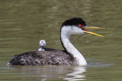 Western Grebe mom calls, baby on back.jpg