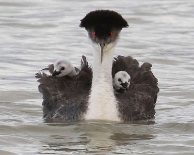 Western Grebe mom faces with 2 babies.jpg