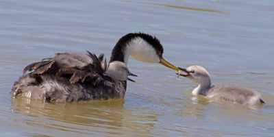 Western Grebe mom feeds fish to baby in water.jpg