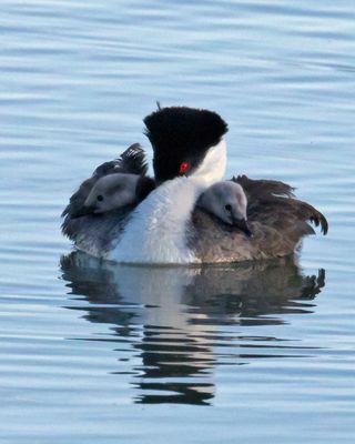 Western Grebe mom resting with 2 babies forward.jpg