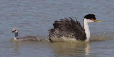 Western Grebe mom shakes and baby moves away.jpg