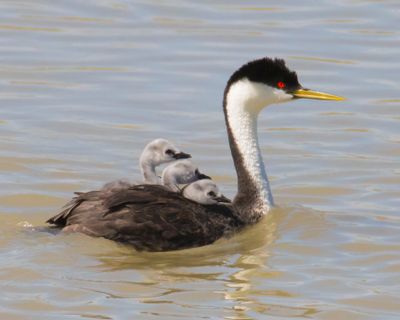 Western Grebe mom swims with 3 on back.jpg