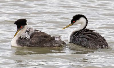 Western Grebe mom with 3 babies plus dad.jpg