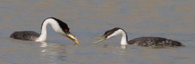 Western Grebe mom wants fish from dad.jpg