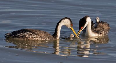 Western Grebe pair help baby in water grab fish.jpg