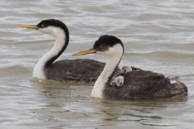 Western Grebe pair with 3 babies.jpg