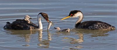 Western Grebe pair, baby on back, baby in water wants fish.jpg