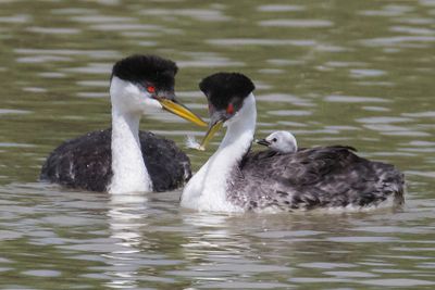 Western Grebe pair, mom with feather and baby.jpg