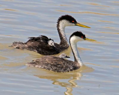 Western Grebe parents each have baby on back.jpg