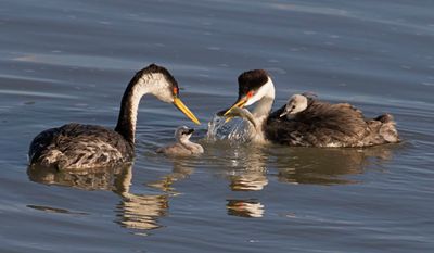 Western Grebe parents show baby in water a fish.jpg