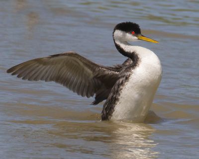 Western Grebe raises body and flaps.jpg
