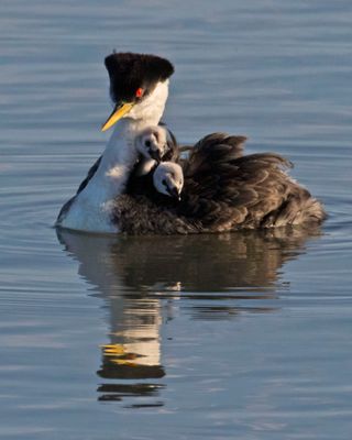 Western Grebe siblings look out.jpg