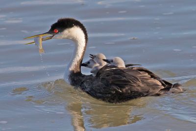 Western Grebe swims with fish and 3 babies on back.jpg