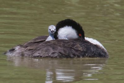 Western Grebe sleeps with baby on back.jpg