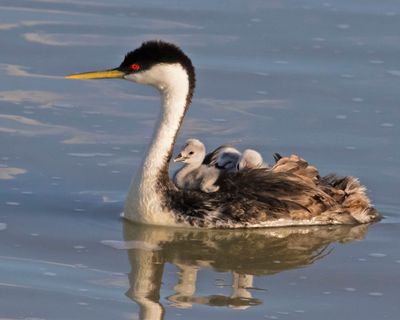 Western Grebe w 3 babies, 2 sleeping.jpg