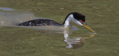 Western Grebe takes small fish from water, reflec.jpg