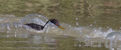 Western Grebe was chasing another2.jpg
