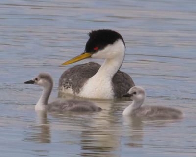 Western Grebe with 2 babies in front in water.jpg
