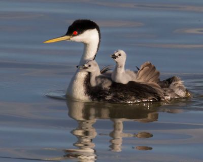 Western Grebe with 2 babies showing on back.jpg