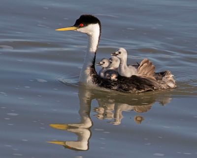 Western Grebe with 3 babies on back.jpg