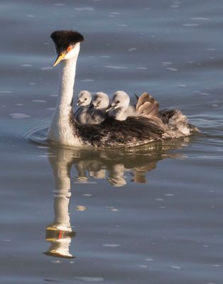 Western Grebe with 3 babies.jpg