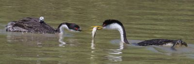 Western Grebe with baby about to grab fish from dad.jpg
